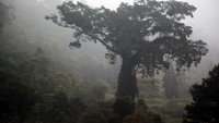 Lanskap jalur Puncak dua di perbatasan Bogor dan Cianjur di ketinggian sekitar 1000 mdpl. Cuaca dingin mendorong warga membuka lahan pertanian sayur-mayur. Terlihat kabut tipis mulai turun di kawasan ini.
