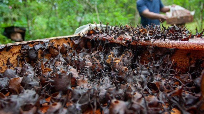 Residents cultivate Klanceng honey bees (Apis trigona) in their yard in Batam, Riau Islands. The resident uses his yard for Klanceng honey bee cultivation as a form of honey bee conservation, education and environmental preservation efforts.

 (Photo by Teguh Prihatna/NurPhoto via Getty Images)