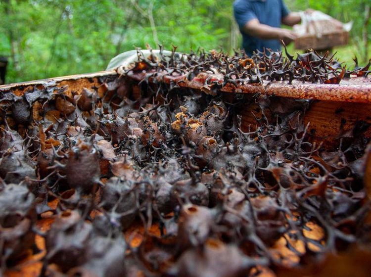 Budi Daya Lebah Madu Klanceng di Pekarangan Rumah