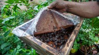 Ini juga manjadi sarana edukasi dan pelestarian lingkungan lebah madu.  