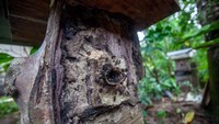 Tampak lebah madu klanceng bersarang di kayu lapuk di pekarangan rumah.  