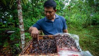Warga membudidayakan lebah madu klanceng (Apis trigona) di pekarangan rumahnya di Batam, Kepulauan Riau.  
