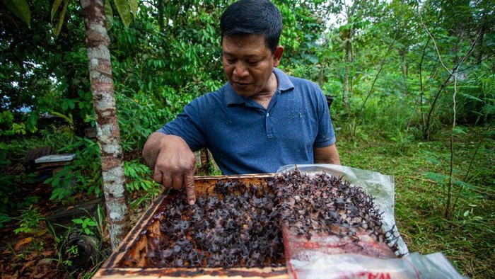 Budi Daya Lebah Madu Klanceng di Pekarangan Rumah Residents cultivate Klanceng honey bees (Apis trigona) in their yard in Batam, Riau Islands. The resident uses his yard for Klanceng honey bee cultivation as a form of honey bee conservation, education and environmental preservation efforts.
(Photo by Teguh Prihatna/NurPhoto via Getty Images)