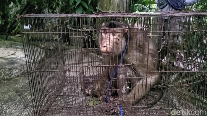 Foto beruk raksasa peneror warga Sukabumi