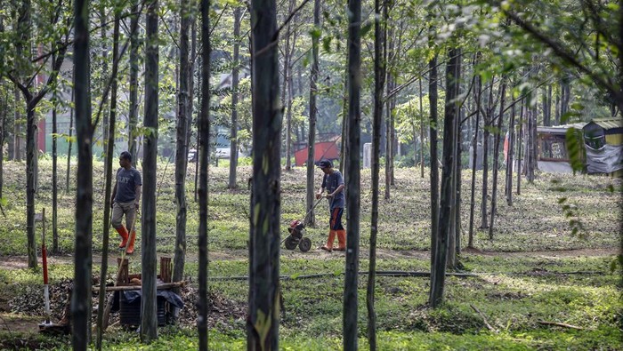 Hutan kota Pakansari Bogor Foto udara hutan kota Pakansari, Cibinong, Kabupaten Bogor, Jawa Barat, Jumat (2/6/2023). Keberadaan hutan kota di Kawasan Stadion Pakansari Cibinong diproyeksikan menjadi paru-paru Kabupaten Bogor, selain menjaga kelestarian, hutan kota bisa menjaga keserasian dan keseimbangan ekosistem di perkotaan. ANTARA FOTO/Yulius Satria Wijaya/hp.