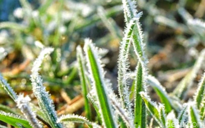 Penampakan tumbuhan di kawasan Ijen Bondowoso yang diselimuti butiras es halus seperti salju atau frozen