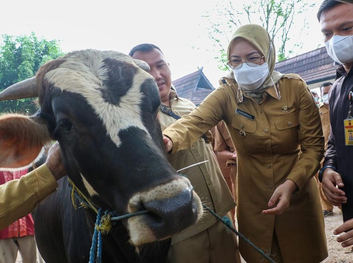 Sapi di Purwakarta
