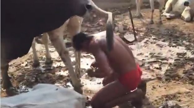 Ngaku Doyan Minum Urin Sapi, Binaragawan Ini Dikritik Tajam