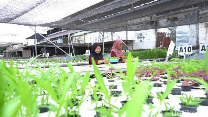 Dari Bekas Kolam Udang, Pasutri Lamongan Sukses Bertanam Sayur Hidroponik