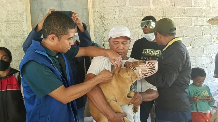Dinas Peternakan Timor Tengah Selatan saat melakukan vakninasi rabies pada anjing, Sabtu (3/6/2023)
