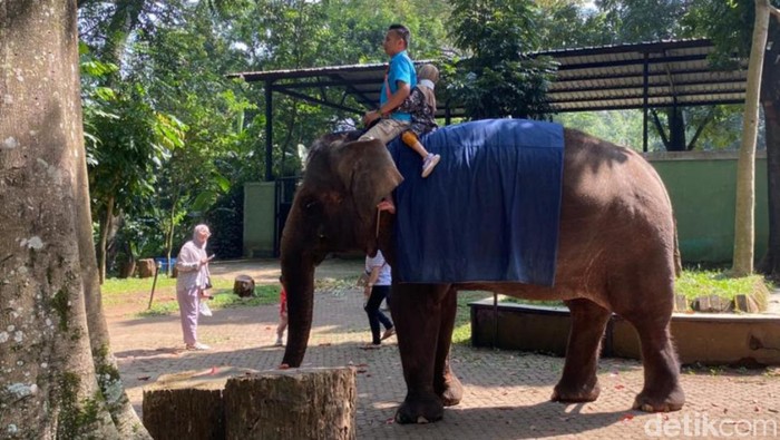 Gajah koleksi Kebun Binatang Bandung.
