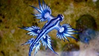 Glaucus atlanticus dikenal juga dengan nama naga biru dan malaikat biru. Hewan ini juga termasuk spesies siput laut tidak bercangkang atau nudibranch. Dikutip dari Oceana, hewan kecil sepanjang 3 cm ini hidup mengambang dengan kantong gas di perut, yang menyimpan gelembung udara dari sekitar.  Foto: Sylke Rohrlach via Wikimedia Commons