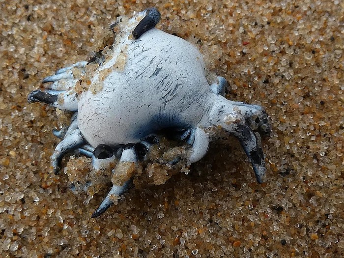 Glaucus atlanticus menyimpan gelembung udara di kantong gas perutnya. Glaucus atlanticus menyimpan gelembung udara di kantong gas perutnya.