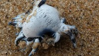 Glaucus atlanticus, seperti kebanyakan siput laut berwarna cerah atau neon lainnya, berbahaya karena menyerap racun hewan makanannya. Racun itu dipusatkan di dalam badannya, lalu dilepaskan dengan sengat yang lebih kuat dari ubur-ubur makanannya. Manusia yang tidak hati-hati di pantai bisa tersengat. Foto: Ronald Flipphi via Wikimedia Commons