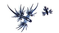 Warna biru di punggungnya adalah alat kamuflase bertahan hidup agar tersamarkan dengan warna permukaan laut. Sementara itu, warna abu-abu di perut membuat Blue Glaucus tersamar dari musuh dan mangsa yang melihatnya dari bawah laut.Warna biru di punggungnya adalah alat kamuflase bertahan hidup agar tersamarkan dengan warna permukaan laut. Sementara itu, warna abu-abu di perut membuat Blue Glaucus tersamar dari musuh dan mangsa yang melihatnya dari bawah laut. Foto: Taro Taylor via Wikimedia Commons