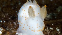 Meskipun menggemaskan, jangan pegang sea bunny saat menemukannya. Sebab, siput laut ini sangat beracun. Racunnya ia serap dari makhluk hidup yang dimakannya, seperti sponge beracun.  Foto: Gymnodoris sp (Rickard Zerpe via Wikimedia Commons)