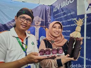 Unik! Ada Jagung Ungu Rasa Ketan Hitam di Jogja Agro Park Kulon Progo