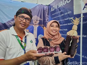 Unik! Ada Jagung Ungu Rasa Ketan Hitam di Jogja Agro Park Kulon Progo