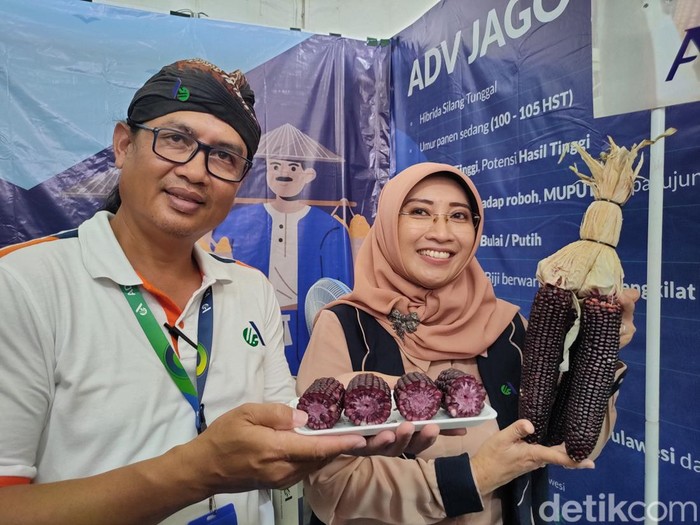 Jagung Ketan Pulut Ungu dalam pameran benih di Jogja Agro Park, Kulon Progo, DIY, Selasa (30/5/2023).