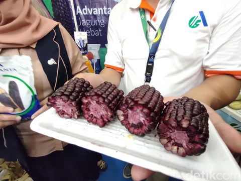 Jagung Ketan Pulut Ungu dalam pameran benih di Jogja Agro Park, Kulon Progo, DIY, Selasa (30/5/2023).