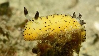 Kelinci laut (Jorunna parva) adalah spesies siput laut tanpa cangkang (nudribranch). Sea bunny atau kelinci laut berwarna mulai dari putih, hijau mint, sampai kuning, seperti Pikachu sungguhan. Spesies nudibranch ini panjangnya sekitar 2 cm, seperti dikutip dari The Dodo.  Foto: John Turnbull