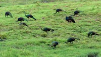 Data International Union for Conservation of Nature (IUCN) populasi merak hijau di seluruh dunia sekitar 10 ribu hingga 20 ribu ekor yang hidup di alam liar.