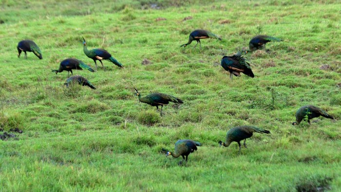 Merak hijau terancam punah Burung merak Hijau jantan (pavo muticus) berada di Savana Sadengan, Taman Nasional Alas Purwo, Banyuwangi, Jawa Timur, Jumat (2/6/2023). Data International Union for Conservation of Nature (IUCN) populasi merak hijau di seluruh dunia sekitar 10ribu hingga 20 ribu ekor yang hidup di alam liar, sedangkan di Indonesia kurang dari 1.000 individu saja. ANTARA FOTO/Budi Candra Setya/nz