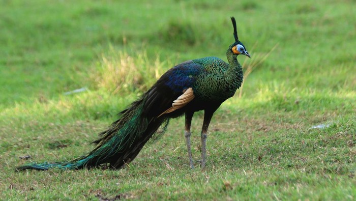 Burung merak Hijau jantan (pavo muticus) berada di Savana Sadengan, Taman Nasional Alas Purwo, Banyuwangi, Jawa Timur, Jumat (2/6/2023). Data International Union for Conservation of Nature (IUCN) populasi merak hijau di seluruh dunia sekitar 10ribu hingga 20 ribu ekor yang hidup di alam liar, sedangkan di Indonesia kurang dari 1.000 individu saja. ANTARA FOTO/Budi Candra Setya/nz