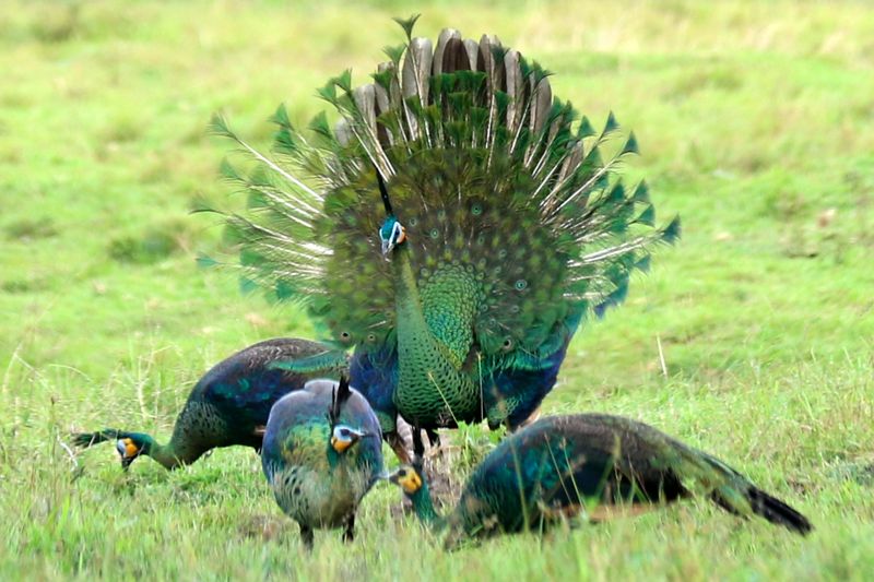 Burung merak Hijau jantan (pavo muticus) berada di Savana Sadengan, Taman Nasional Alas Purwo, Banyuwangi, Jawa Timur, Jumat (2/6/2023). Data International Union for Conservation of Nature (IUCN) populasi merak hijau di seluruh dunia sekitar 10ribu hingga 20 ribu ekor yang hidup di alam liar, sedangkan di Indonesia kurang dari 1.000 individu saja. ANTARA FOTO/Budi Candra Setya/nz