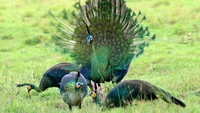 Burung merak Hijau (pavo muticus) mengembangkan ekornya untuk menarik merak betina di Savana Sadengan, Taman Nasional Alas Purwo, Banyuwangi, Jawa Timur, Jumat (2/6/2023).
