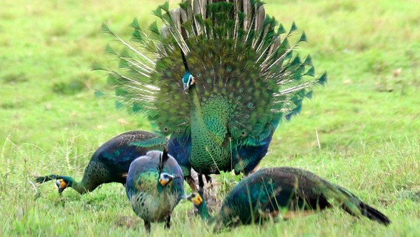 Merak Hijau (Pavo Muticus)