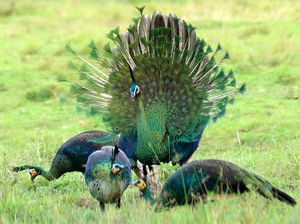 Indonesia Miliki 1.835 Spesies Burung, Nomor 4 di Dunia