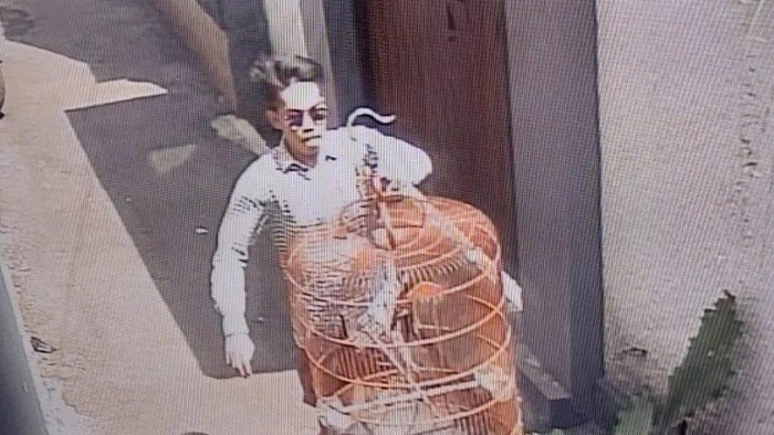 Pencuri burung murai batu di Kebayoran Baru, Jaksel, terekam CCTV.