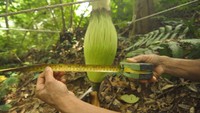 Sebanyak delapan spesies bunga Amorphophallus dari total 170 yang hidup di dunia dibudidaya secara mandiri oleh warga setempat di provinsi itu sebagai upaya perlindungan serta pelestarian terhadap tanaman endemik Sumatera.