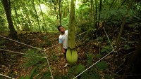 Warga mengukur tinggi bunga bangkai raksasa (Amorphophallus titanum) menjelang mekar di Taman Konservasi Puspa Langka, Kabupaten Kepahiang, Provinsi Bengkulu, Jumat (2/06/2023).