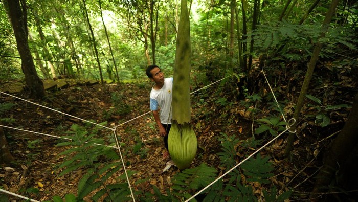 Warga mengukur tinggi bunga bangkai raksasa (Amorphophallus titanum) menjelang mekar di Taman Konservasi Puspa Langka, Kabupaten Kepahiang, Provinsi Bengkulu, Jumat (2/06/2023). Sebanyak delapan spesies bunga Amorphophallus dari total 170 yang hidup di dunia dibudidaya secara mandiri oleh warga setempat di provinsi itu sebagai upaya perlindungan serta pelestarian terhadap tanaman endemik Sumatera. ANTARA FOTO/Muhammad Izfaldi/Ief/nz