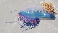 Glaucus atlanticus bisa mengambang terbalik dengan menggunakan kantong gas di perutnya, dikutip dari ATI. Saat mengambang, kaki-kaki kecilnya menangkap hydrozoa beracun Portuguese Man O’war (Physalia physalis) yang mirip ubur-ubur. Ia lalu makan dengan rahangnya yang kuat dan gigi setajam jarum. Jika tidak ada makanan, Glaucus atlanticus akan makan sesamanya atau berpraktik kanibalisme. Foto: Brett Ortler