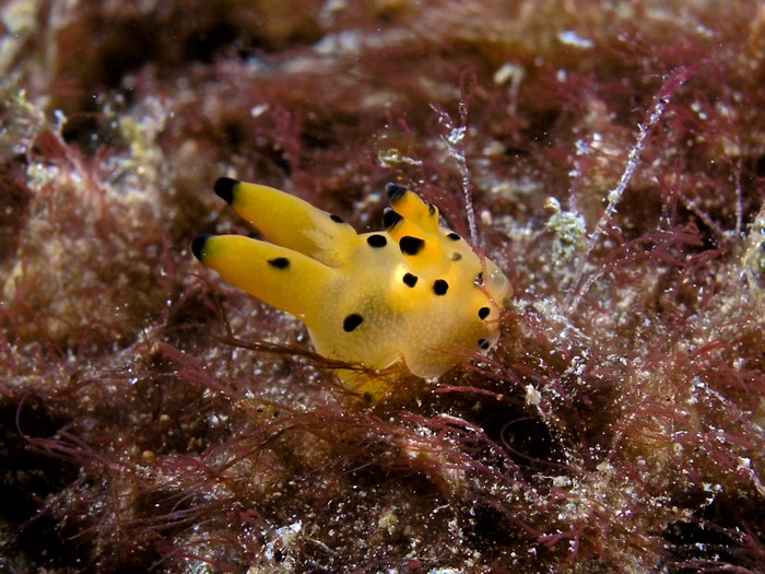 Thecacera sp, pikachu sea slug. Thecacera sp, pikachu sea slug.