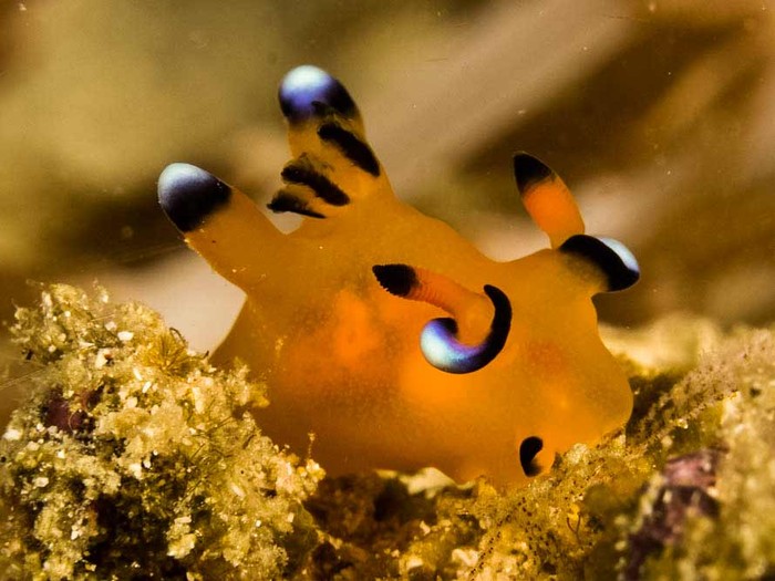 Thecacera sp, pikachu sea slug. Thecacera sp, pikachu sea slug.