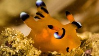 Thecacera pacifica kerap disamakan dengan pokemon karena warna kuning hitam serta perut yang terkesan fluffy. Bagian ceratanya juga kebiruan, seorah-olah akan mengeluarkan listrik seperti Pikachu. Tidak heran, siput laut (nudibranch) ini punya julukan Pikachu nudibranch atau siput laut Pikachu. Foto: nudibranch.org