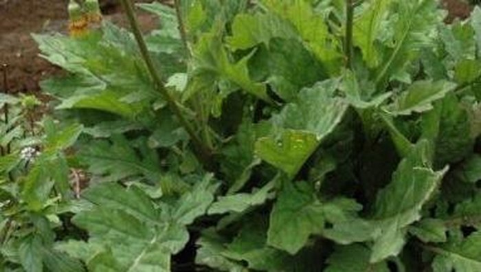 Daun Dewa (Foto: pemkotmedan.go.id)