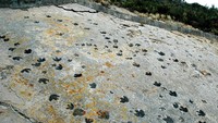 325 jejak kaki dari 37 dinosaurus di atas batu pasir kuarsa dari era Creataceous di Dinosaurus Ridge, Denver, Colorado, Amerika Serikat. Jejak kaki ini tersebar di struktur miring di Dakota Sandstone (dari zaman Kapur Bawah), dari daratan dekat antai ke intertidal hingga deposit batu pasir kuarsa laut dangkal.Jejak kaki tiga yang lebih ramping diperkirakan sebagai jejak kaki dinosaurus theropoda. Warna gelap di jejak dinosaurus ini tidak alami, melainkan tambahan arang agar lebih jelas tetapi tidak merusak jejak purbanya, seperti dijelaskan James St John, geolog dan paleontolog dari Ohio State University, Kampus Newark AS di Wikimedia Commons. Foto: James St John via Wikimedia Commons