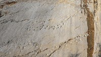 Jejak-jejak kaki Brachisaurus saat berjalan di kawasan tambang batu Oberdorf (Lommiswil), Solothurn, Swiss. Dinosaurus herbivora ini diperkirakan suka makan tumbuhan yang tumbuh tinggi seperti pohon, dikutip dari laman Natural History Museum.  Foto: Criusha via Wikimedia Commons