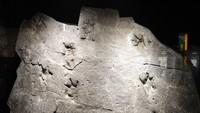 Jejak kaki dinosaurus Theropoda dari Tambang Batubara Sungai Smoky, Formasi Gates, Grande Cache, Alberta, Kanada. Lempengan dari tambang ini kini dipajang di Museum Royal Tyrrell, Alberta, Kanada.Theropoda adalah klas dinosaurus dua kaki berjari tiga, umumnya karnivora, seperti dikutip dari Encyclopaedia Britannica. Keturunannya kadang juga jadi herbivora, omnivora, dan insektivora. Foto: Etemenanki3 via Wikimedia Commons
