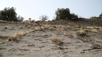 Lebih dari 400 jejak kaki ditemukan di cagar alam Lembah Shirkent, Tajikistan. Ada 3 situs jejak dinosaurus di lembah ini, Shirkent-1, Shirkent-2, dan Kharhus. Temuan ini diabadikan di prangko Tajikistan, seperti dikutip dari laman Paleophilatelie.Dinosaurus Shirkent-2 diperkirakan berjalan di atas 2 kaki. Sementara itu, puluhan jejak di Kharkus diperkirakan dari dinosaurus raksasa tiga jari. Ukurannya lebih dari 70 cm x 60 cm, kedalamannya sampai 10 cm. Di dasar laut dekat situs tersebut, ditemukan fosil moluska laut dan jejak gelombang laut raksasa. Foto: Adam Harangozo via Wikimedia Commons