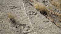 Situs Shirkent-1 ditemukan pada 1963 oleh geolog Tajikistan, Sergey Zakharov dan Firdavs Khakimov saat studi batuan Cretaceaous di sana. Menurut paleontolog Rusia, Andrey Sennikov dari Institut Paleontologi, Akademi Sains Rusia, jejak kaki tersbeut milik Therizinosaurus. Dinosaurus jenis ini berbadan kecil hingga raksasa, umumnya herbivora.Jejaknya diberi nama ilmiah (ichnotaxon) Maropodosaurus gravis atau kadal berkaki besar dan berat. Ukuan rata-ratanya 53 cm x 29 cm, kedalaman jejak 3-5 cm, jarak antarkaki 75 cm. Jejak dinosaurus itu terbuat saat berjalan di atas lumpur di garis pantai. Fosil gastropoda laut di situs yang sama menegaskan bahwa jejak ini terbuat di daerah pesisir pada masanya. Foto: Adam Harangozo via Wikimedia Commons