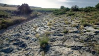 Lebih dari 1.000 jejak kaki dinosaurus berjalan sepanjang 5 km di stus Las Sereas, dari Quintanilla de las Viñas hingga Mambrillas de Lara, di Burgos, Spanyol. Foto: Angel M Felicisimo via Wikimedia Commons