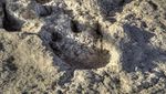 Potret Jejak Dinosaurus di Penjuru Dunia
