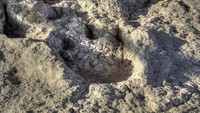 Jejak-jejak berusia 144 juta tahun lalu tersebut kebanyakan adalah sauropoda. Jejaknya ditemukan di 14 singkapan batu, seperti dijelaskan Angel M Felicisimo, dosen Centro Universitario de Mérida, Universidad de Extremadura, Merida, Spanyol dalam Wikimedia Commons.Sauropoda adalah kelompok dinosaurus raksasa berleher sangat panjang, ekor panjang yang mengimbangi leher, kepala yang kecil, kaki tebal seperti pilar, dan gigi pasak. Foto: Angel M Felicisimo via Wikimedia Commons