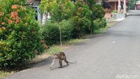 Warga Resah, Ratusan Monyet Turun Ke Permukiman Di Banyumas